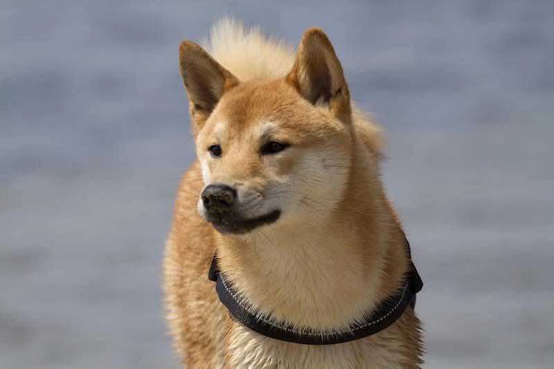 Shiro, 15 ans d’une histoire unique