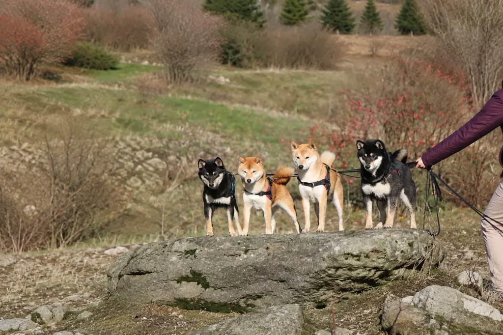 Quatre Shiba Inu en harnais debout sur un rocher, en pleine nature