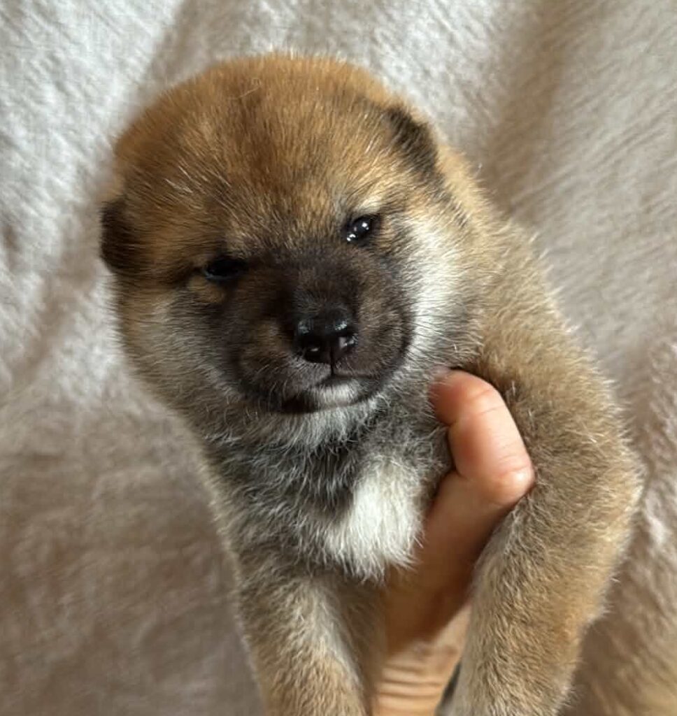chiot shiba inu disponible